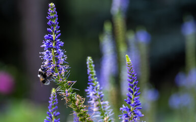 A bee sits on a flower on a summer day.