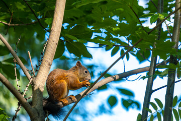 A squirrel sits on a tree trunk in summer close-up.