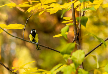 A tit on a tree branch in the forest on a summer day.