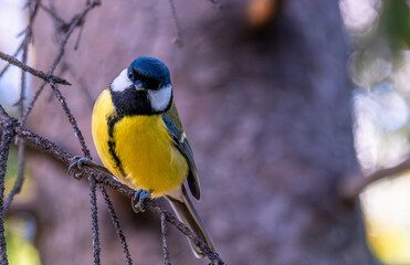 A tit on a tree branch in the forest on a summer day.