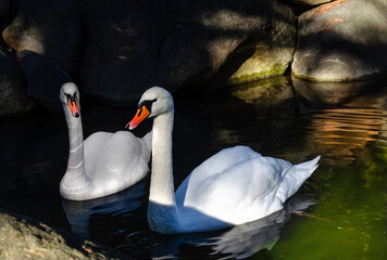 Two white swans in a pond among the rocks.