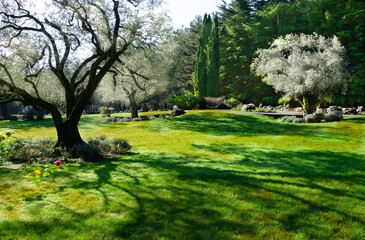 A clearing with green grass in the park in summer.