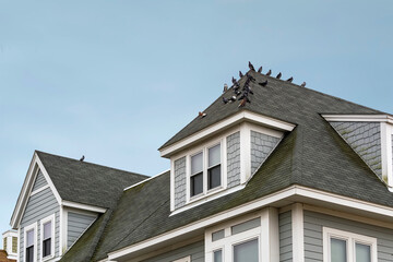Fototapeta na wymiar A group of pigeons on the sloping roof of a newly built traditional-style house in Boston, MA, USA