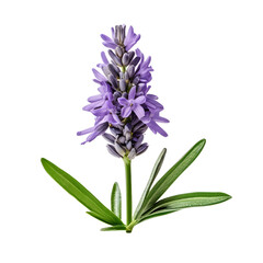 Fototapeta premium Lavender flowers isolated on white background
