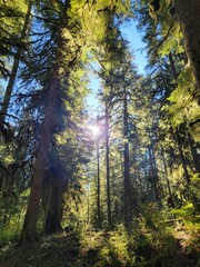 Fototapeta premium autumn in the forest