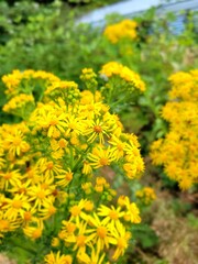 yellow flowers 
