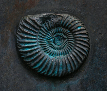 Steinschnecke Ammonit Fossil