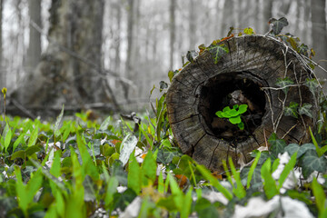 Spring forest - young fresh green sprouts made their way inside the old tree. The concept is life...