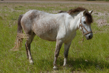 Obraz premium A horse on the grass beside the Li River