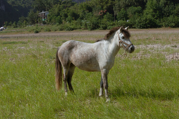 Obraz na płótnie Canvas A horse on the grass beside the Li River