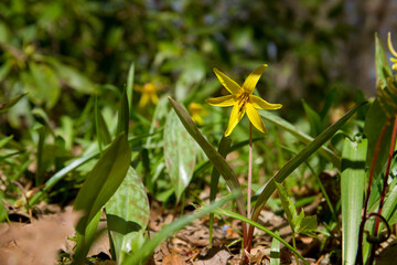 Fresh flowers in the rays of the sun with a blurred background. Nature after winter - spring floral background for design.