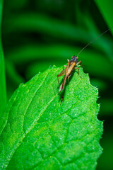 A Cricket with one leg missing perches gracefully on the green leaf 