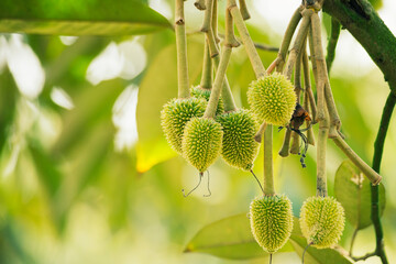 Several young durian fruits hanging from the branches