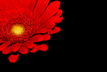 Close-up of beautiful red gerbera flower