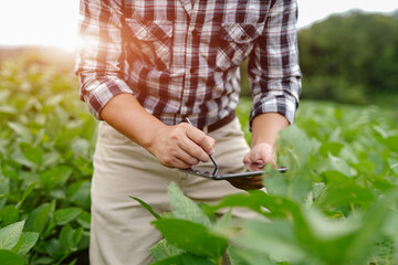 Businessman gardener using tablet Viewing potato plant picture of potato leaves in harvest season in fertile soil
