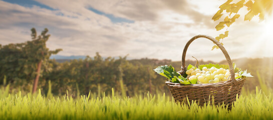 Basket full of grapes on the grass