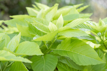 Fototapeta na wymiar Beautiful light green bush with bright fresh leaves tropical vietnamese wallpaper macro
