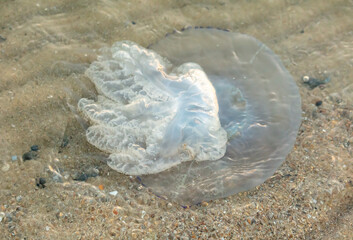 Jellyfish on the seashore at sunset