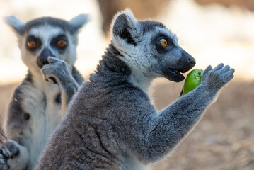 Lemur eats vegetables at the zoo
