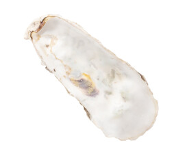 Oyster shell isolated on white background. Close-up