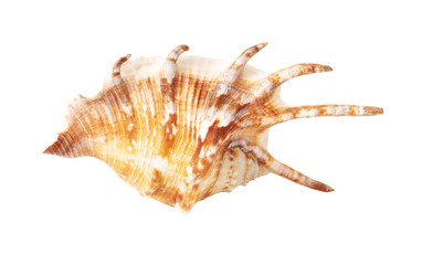 Sea shell isolated on white background. Close-up