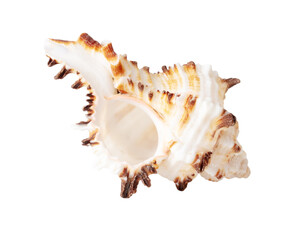 Sea shell isolated on white background. Close-up
