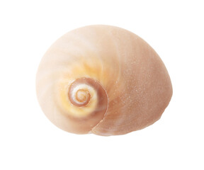 Sea shell isolated on white background. Close-up