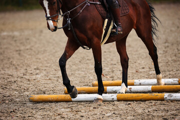 Horse with rider on the riding arena doing ground work with trotting poles. - obrazy, fototapety, plakaty