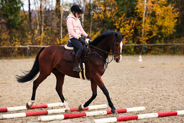 Horse with rider on the riding arena doing ground work with trotting poles.