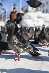 Pigeons on the street in winter