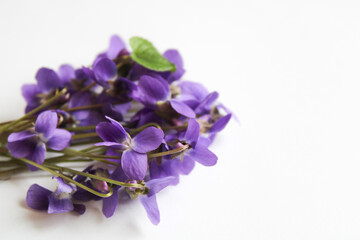 Bouquet of violet flowers on white background