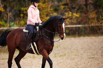 Fototapeta premium Horse with rider on the riding arena doing ground work with trotting poles.