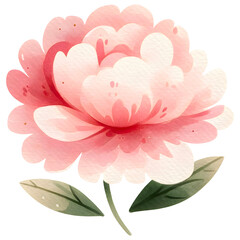 Watercolor peony flower clipart with transparent background