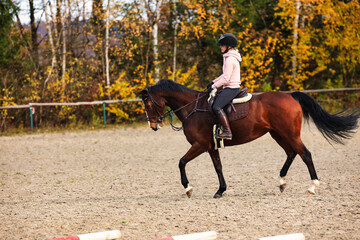 Horse with rider on the riding arena doing ground work with trotting poles.