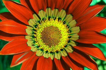 Gazania is a genus of flowering plants native to Southern Africa.