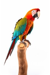 Cute parrot on a perch