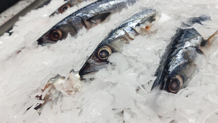 Fresh fish frozen in ice