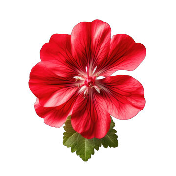 a red Flower of Geranium on front view png