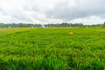 Agriculture, beautiful rice fields. this is the staple food in Indonesia and several countries in...