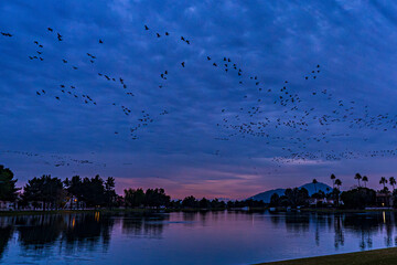 The Canada geese arrive at the lake at sunset in Scottsdale, Arizona