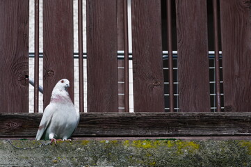 Fototapeta premium Albino bird Columba livia aka pigeon (rock or domestic) on the balcony in residential area.