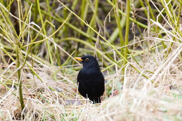 Eurasian blackbird aka The common blackbird or Turdus merula is searching food on the ground.