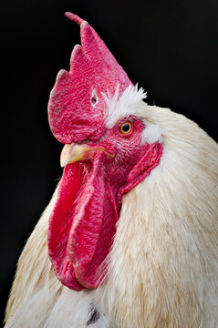 Close-up head portrait of cock rooster in small village farm. Isolated on black background.