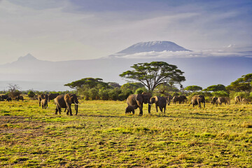 Postcards from Africa - A classic image of a herd of elephants moving across the savanna plains in...