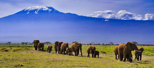 A Classic African scene - Elephants on the move in the afternoon under the vast shadow of the imposing Mount Kilimanjaro, Africa's highest peak at the Amboseli National Park, Kenya