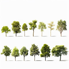 Collection Realistic Trees Isolated on White Background.