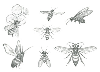 Wooden hives Hand drawn sketch beekeeping honey bees