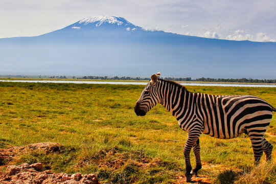 Postcards from Africa - A lone Zebra moves through the grassy plains under the imposing Mount Kilimanjaro at Amboseli National Park, Kenya