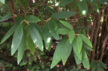 Leatherleaf Viburnum (Viburnum rhytidophyllum) plant unde the sunlight