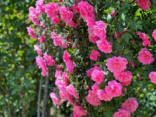 Fototapeta na wymiar Rose bush with beautiful pink flowers in garden.
